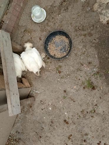 sultan toyuğu: Toyuq, Yumurtalıq — 3