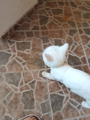 ağ haski: Dişi, Yaxşı əllərə — 7