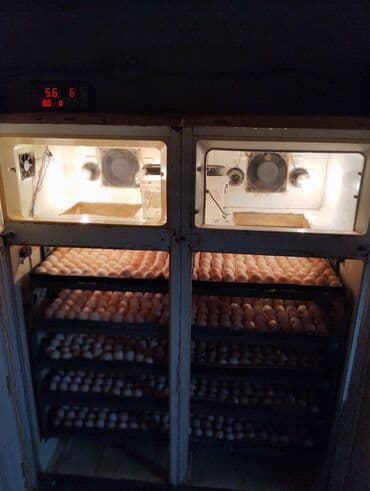 1100 yumurta, Azərbaycan, Tam avtomat