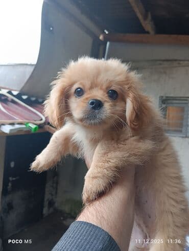 İtlər: Pekines — 2