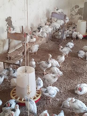 ev pişik adları: Saglam colpalar 3 dəfə vaksın olunub ünvan Zıg həm ətlik həm — 7