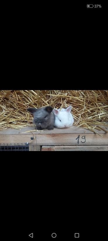 en boyuk itler: Cins dovsanlar. Qiymetler ferqlidir. Çevirerek baxa bilersiniz — 8