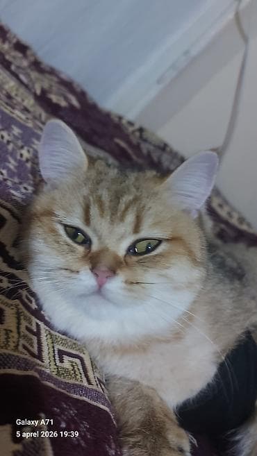 Pişiklər: Qızıl şinşilla, Dişi — 1