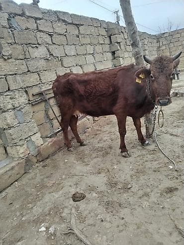 heyvanlara verilən adlar: Ana bala inek erkey bala — 3