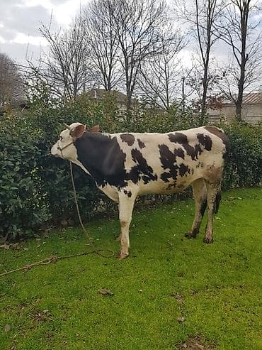 anqus dana: Qaramal – erkək dana (qara-ağ alaca) simental 1 il 8 ayliq hundur — 9