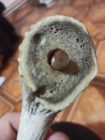 kecibuynuzu behmezi kisiler ucun: Təbi maral buynuzu. şekilleri çekilib yaxindan baxa bilersiz düzelme — 7