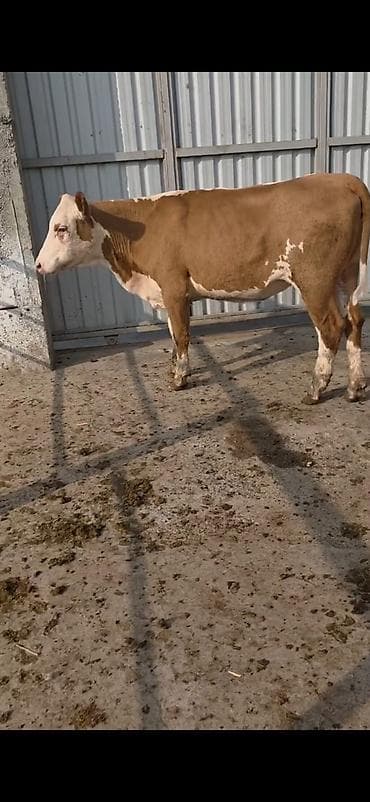 Кошки: Simental xanlar 2 eded dişi 4 ayı keçiblər damazlıq heyvandarlıq üçün — 5