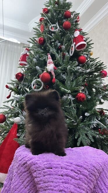 it aliram: Şpitz, 3 ay, Dişi, Peyvəndli, Ünvandan götürmə — 3