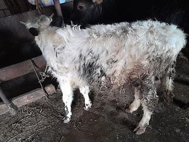 xırda buynuzlu heyvanlar: Satılır: Qara‑ağ rəngli, erkey dana - Növ: Mal-qara (buzov) - Rəng — 4