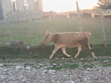 компрессор для аквариума бишкек: Birinci qarına boğaz düyə satılır ünvan Şamaxı vatsap 0503938685 — 1