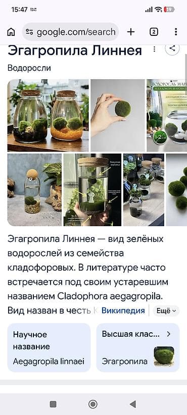 Aegagropila linnaei (Marimo yosunu) – dekorativ, yumaq formasında