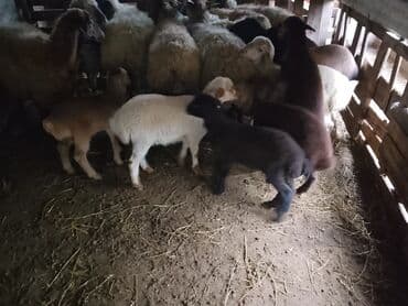 Balali qoyunlar 5 ededir 1i450 lalafo.az -da Balali qoyunlar 5 ededir 1i450