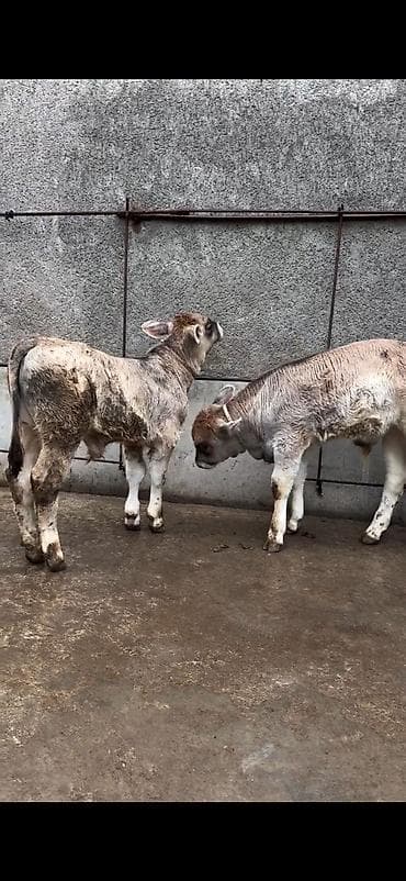 heyvan bazari inekler: Məhsul: Dana balaları (2 baş) Xüsusiyyətlər: - Cins tipi: yerli — 5
