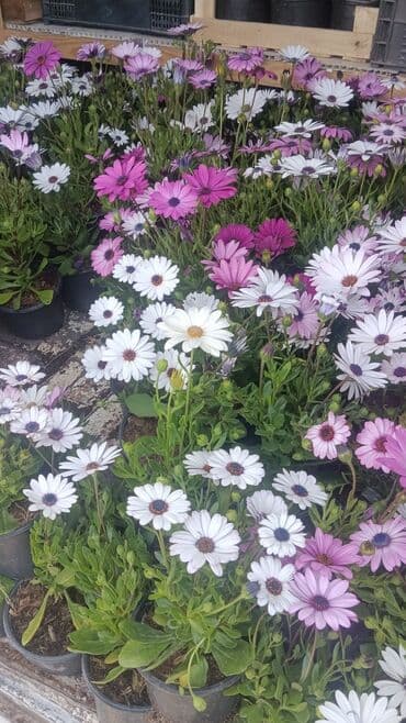 pelarqoniya bitkisi: Torf gubresinn satişi — 2