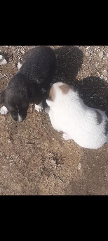 i̇t zvanok: 2 ay, Peyvəndli — 3