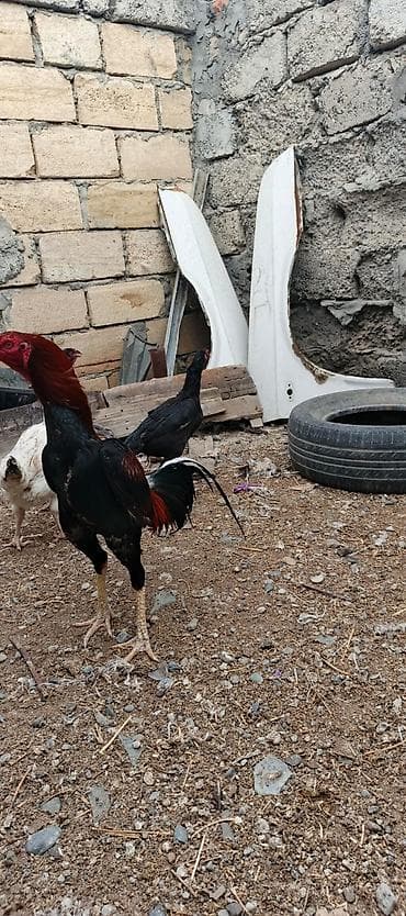 bakida it bazari: Heyrati xoruz fereler satilir hamisi. satilir .fereler 35 manatda — 5