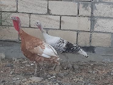 quslar satisi: Qırmızı 5 aylıq cins xoruz hinduşqadı çəkisi 5 kilodan ağırdı fərə — 2