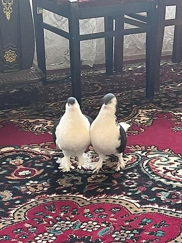 kənd təsərrüfatı heyvanları: Dekorativ Delfinlər bala verməylərinə cavabdehəm Quşlar ismayıllıdadır — 2