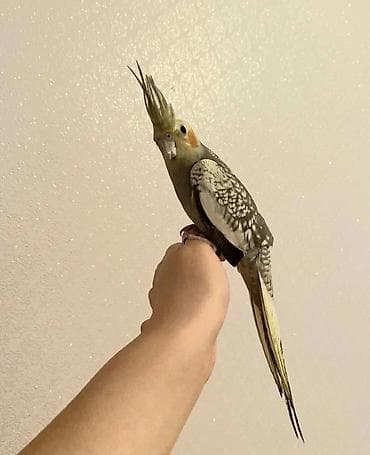 dekorativ quslarin satisi: Korellar saglam quslardi ele orgesib dansdirmaqda olar isdeyen — 3