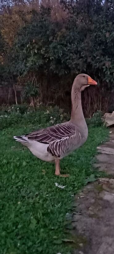 qoyun qiymeti 2019: Kobra cinsi deyillər başı çıxanlar bilər nədi bu elanda 1 dənədir 1 — 5