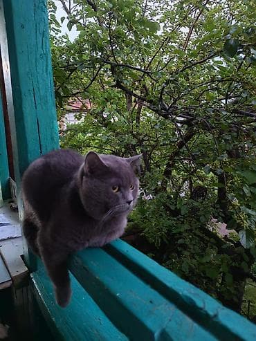scottish fold satilir: Britan — 4