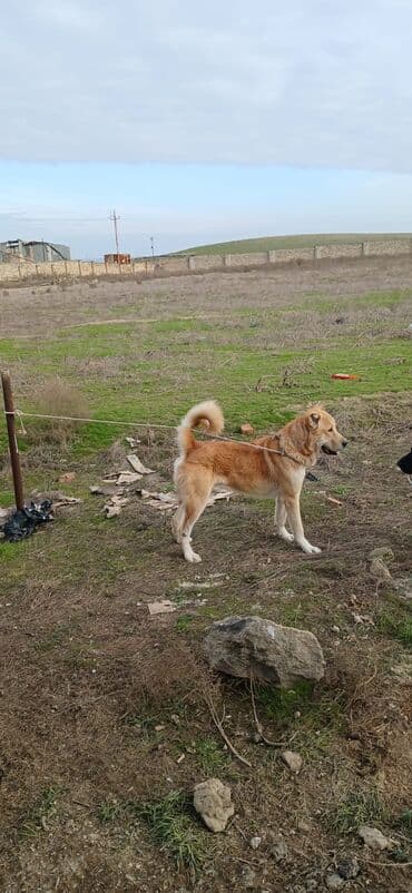 İtlər: Qurdbasar, 2 il, Erkek, Peyvəndli, Ödənişli çatdırılma — 5
