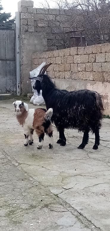 Salam ana bala balası erkekdi saglam arpa yonca yeyen heyvandı real
