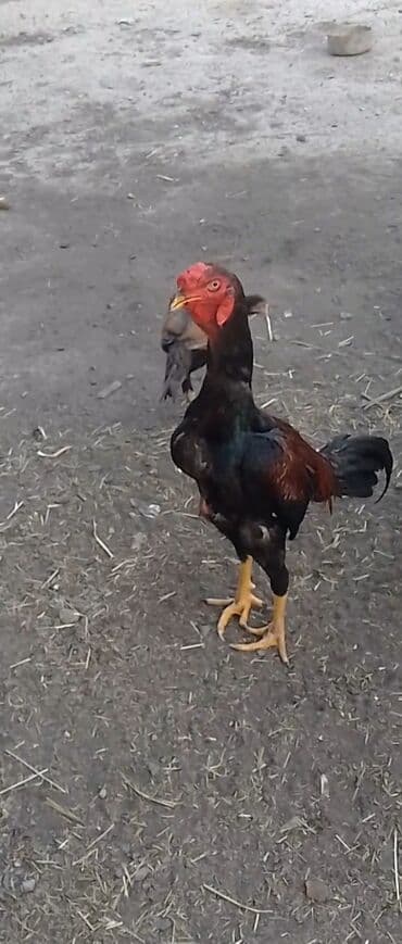 Daş satılır yanvarda cıxıb hal hazırda zogdadı pul etiyacından satıram