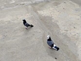 göyercin yuvası: Salam bir cut goy agbaslar cutduler qiymet 50manat cutu real alici — 1