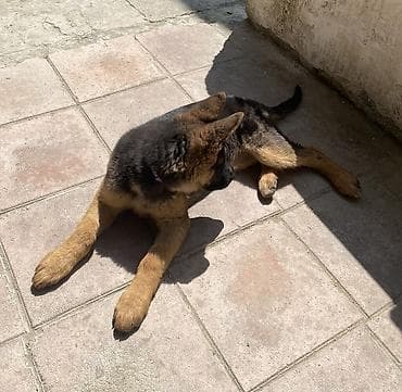 alman afcarkasi bala: Alman çoban iti, 3 ay, Peyvəndli, Ünvandan götürmə — 4