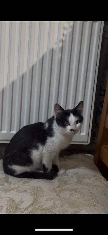 Tabbi, Erkək, Dişi, Yaxşı əllərə — 4