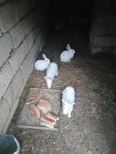 Козы, козлята: Dovşanlar Satılır Optovoy Satılır 8 Dənədi Hazır Bala veren mayalar — 5