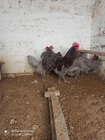 Quşlar: Xoruz, il: 1, Ödənişli çatdırılma — 6