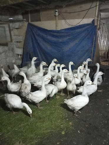 K/t heyvanları və malları: Dişi, | Linda, Damazlıq, Ünvandan götürmə — 2