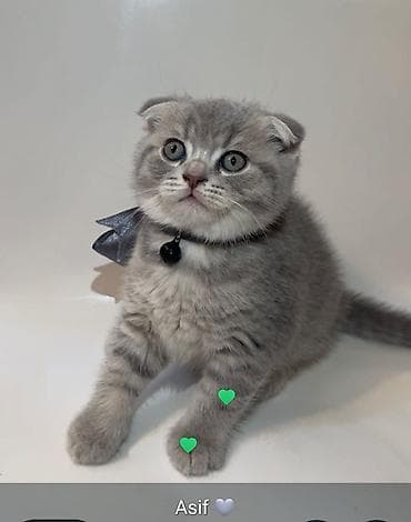 ucuz pitbul: Şotland yastı qulaq, Erkək, Dişi, Yaxşı əllərə, Ünvandan götürmə, Pulsuz çatdırılma, Ödənişli çatdırılma — 3