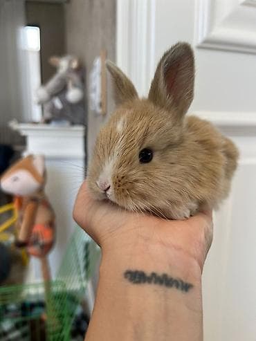 dovşan: 🐰 2 aylıq mavi gözlü dovşan satılır. Evdə böyüdülüb, insanlara öyrəşib — 1