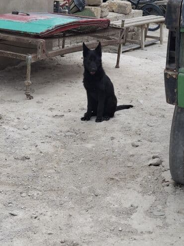 alman çoban köpeği: Alman çoban iti, 5 ay, Dişi, Ünvandan götürmə — 5