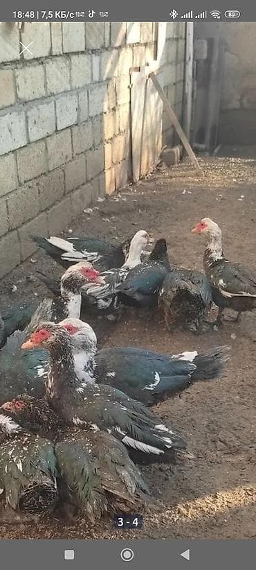 Heyvanlar üçün mallar: Erkək, | Lal ördək, Ətlik — 2