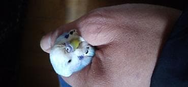 Məhsul: Dalmatin naxışlı dalğalı tutuquşu (budgerigar) - Rəng: açıq