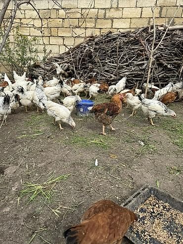 hinduska yumurtasi nece gune cixir: Toyuq, Yumurtalıq — 2