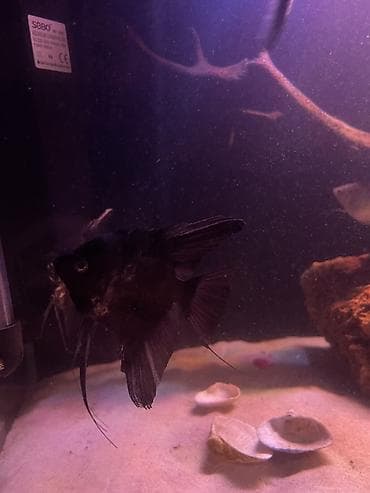 Аквариумные аксессуары и принадлежности: 3ədəd var tam sağlam balığlardı iri ölçüdədir,qiymət 1ədədə ayıtdır — 9