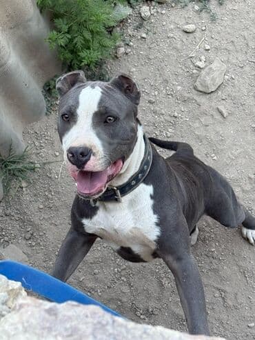coban iti satiram: Pitbul, 6 ay, Erkek, Ünvandan götürmə — 1