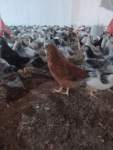 kənd toyuqlarının satışı: Toyuq, Yumurtalıq, Ünvandan götürmə — 1