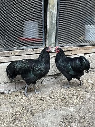 pikines satisi: Avstrolop xoruzlar satilir 3 u birlikde 75 manat tek tek 30 manat — 2