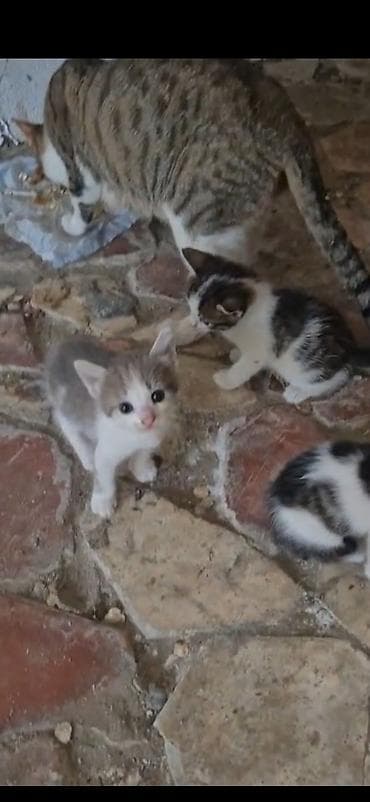 pişik 50 azn: Tabbi, Yaxşı əllərə — 2
