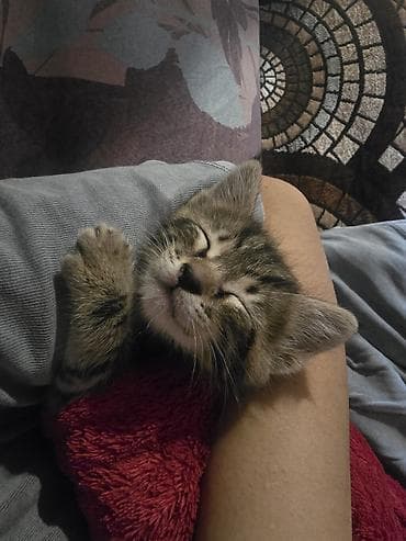 Tabbi, Erkək, Yaxşı əllərə