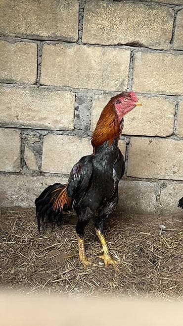 Bir gözü kordur qiymet çox ucuzdur 1.8 yaşı var rayonlara çatdırılma