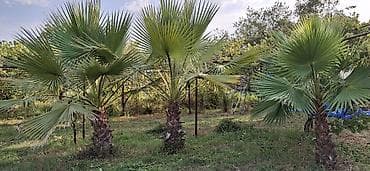 devedabani bitkisi: Washingtonia robusta (Meksika xurma palmisi) – açıq havada əkiləcək — 5