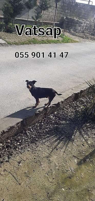 Gəmiricilər: Miniatür pinçer, 3 il, Erkek — 2