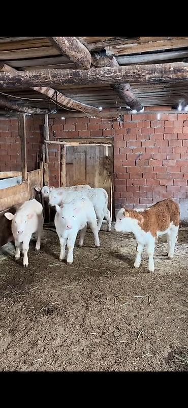 smental dana: Satış üçün dana qrupu - Növ: ətlik-besilik danalar - Say: 4 baş - — 3